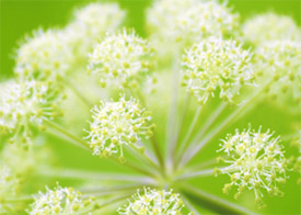 angelica herb