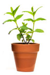 potted plant